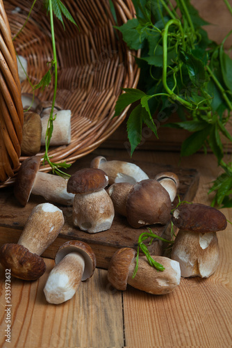 Selective focus on beautyfull porcini mushroom among the pile of wild porcini mushrooms on wooden background at autumn season..