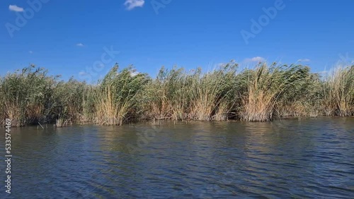 Plants specific to the wetlands (reeds) in the Neaslov Delta in Romania, very similar to the Danube Delta. photo