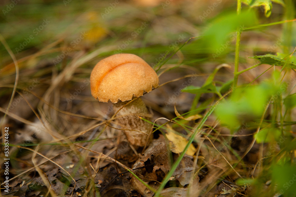 Red boletus mushroom in the wild. Red boletus mushroom grows on the forest floor at autumn season.. Red boletus mushroom in the wild. Red boletus mushroom grows on the forest floor at autumn season..