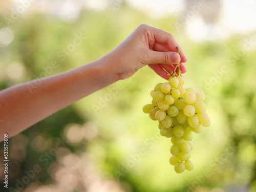 Vineyard Harvest in autumn season. Crop and juice, Woman holding Organic green grapes, concept wine. outdoor