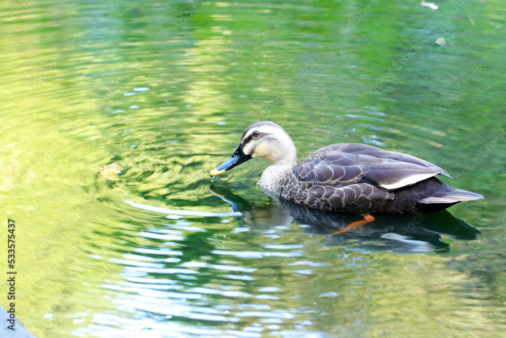 Fototapeta premium Spot-billed duck, swimming close up photograph.
