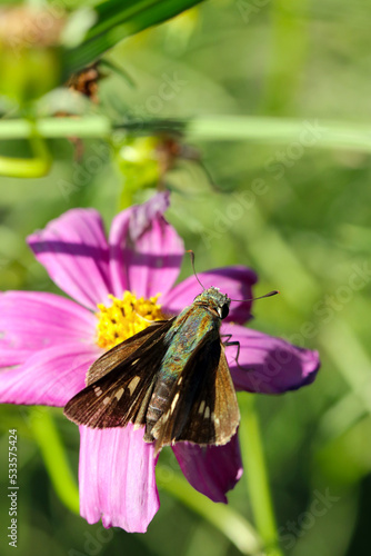 The Flower Swift (Oochabane seseri, Zinaida pellucida) butterfly, sucking juice from cosmos. close up macro photography. photo