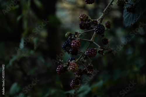 Blackberries