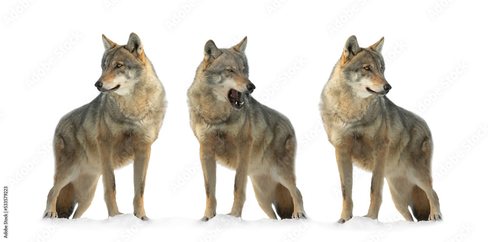 triple white wolf grey