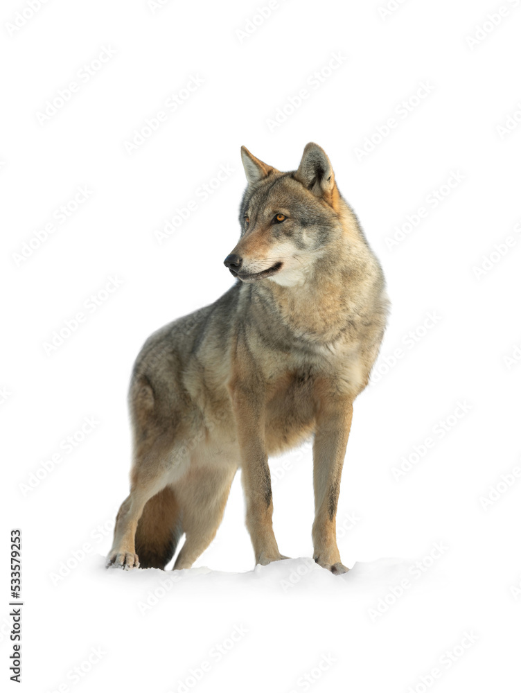  gray wolf isolated on white background