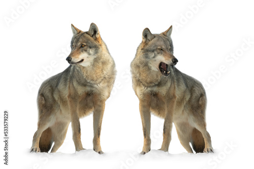 two gray wolf isolated on white background