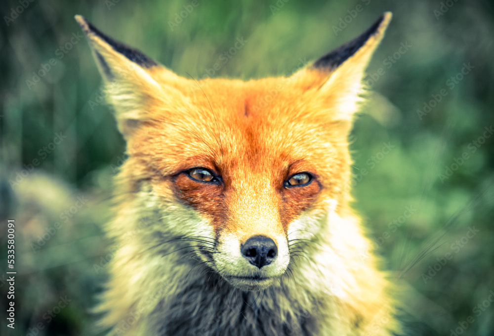 Portait of red fox (vulpes vulpes) in green forest Portait of red fox (vulpes vulpes) in green forest