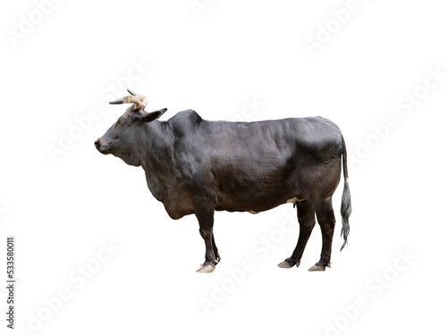 Photography black zebu cattle isolated on white background