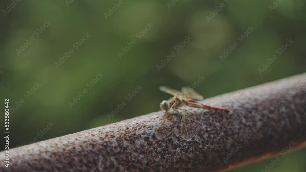 赤とんぼの美しい姿、風に揺れる羽　スローモーション　４K　UHD