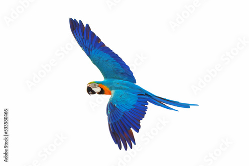 Colorful Blue and gold macaw flying isolated on white background.