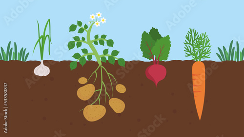 garden bed with vegetables in the ground