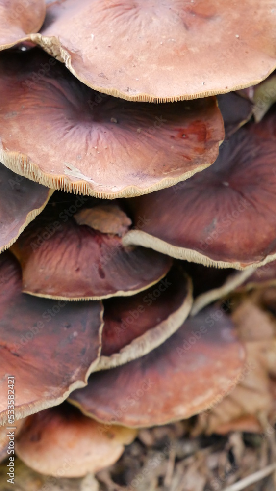 close up of mushroom close up of mushroom