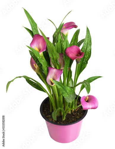 Pink flowers and green leaves of Zantedeschia (calla) in a pink pot isolated