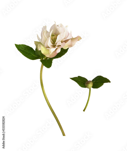 Pink fluffy helleborus flow...