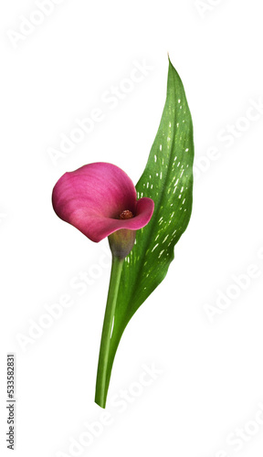 Pink flower and green leaf ...