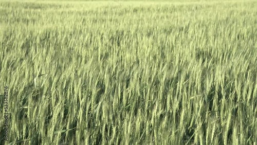 young spikelets of wheat. the wind shakes the spikelets. cereal crops, harvest. photo