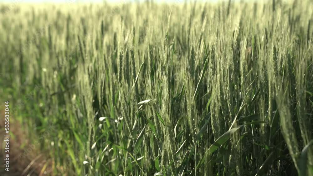 young spikelets of wheat. the wind shakes the spikelets. cereal crops, harvest. young spikelets of wheat. the wind shakes the spikelets. cereal crops, harvest.