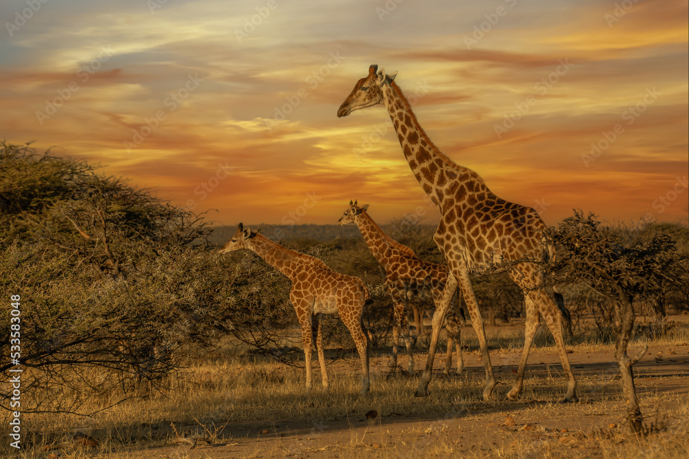 Giraffe Kenya masai mara.(Giraffa reticulata) sunset.