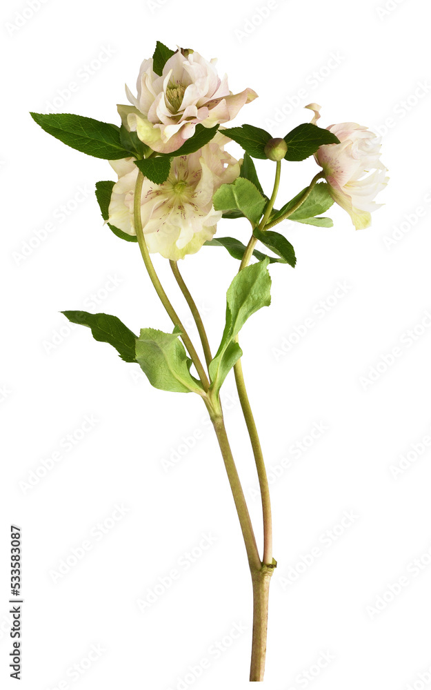 Obraz premium Pink fluffy helleborus flowers and leaves isolated