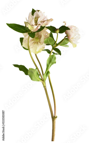 Pink fluffy helleborus flow...