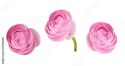 Fotografiet Set of pink ranunculus flower and bud isolated