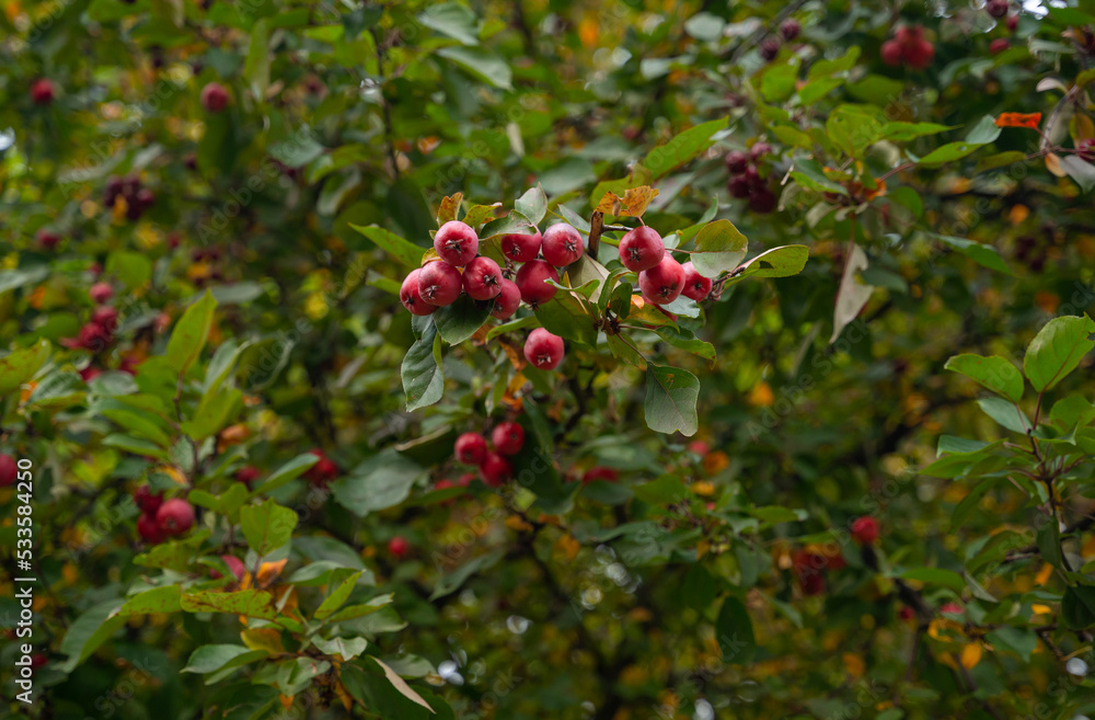 red apple tree