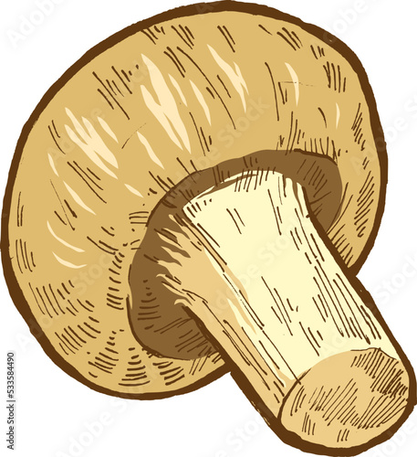 illustration of a mushroom | mushroom hand drawn | mushroom vegetables vector illustration