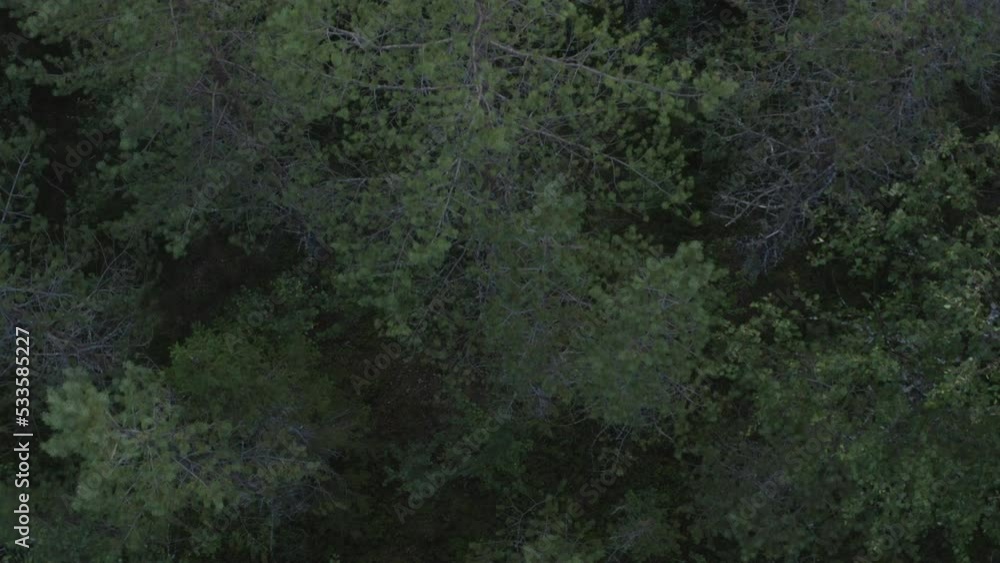 4k Drone top view shot of big tree tops in a dense forest in Sweden. 4k Drone top view shot of big tree tops in a dense forest in Sweden.