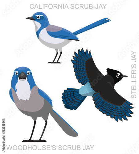 Cute Bird Scrub Jay Set Cartoon Vector