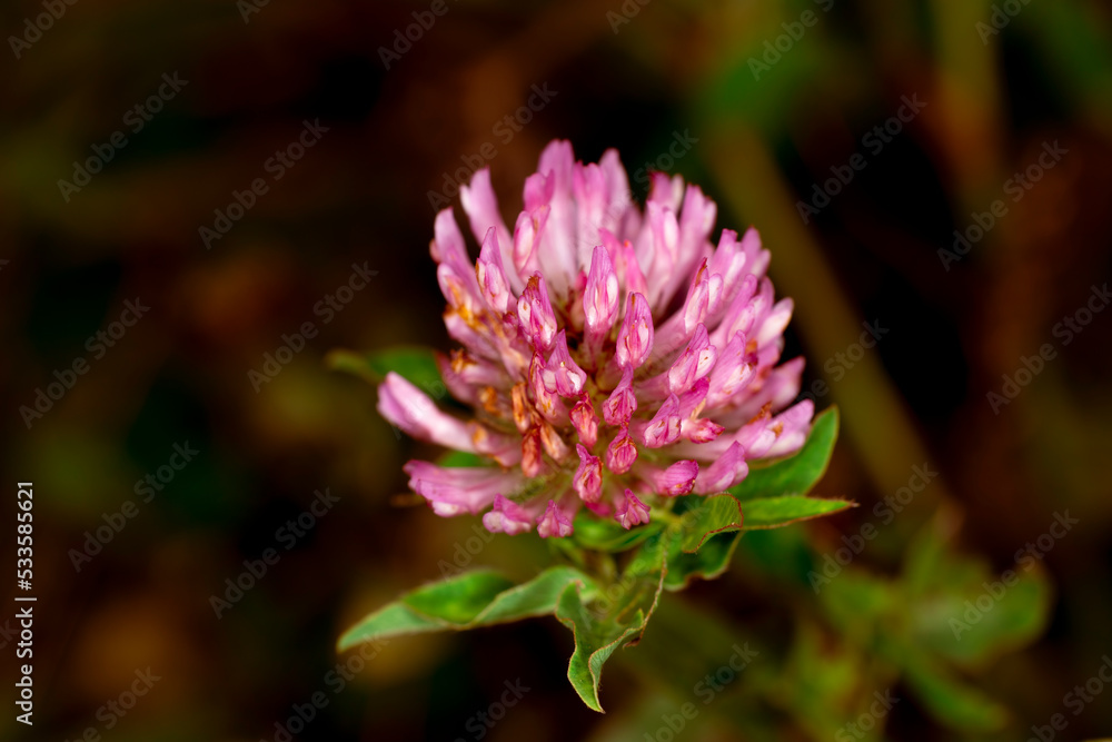 Macro photo of single red (purple) clover on the blur dark background.