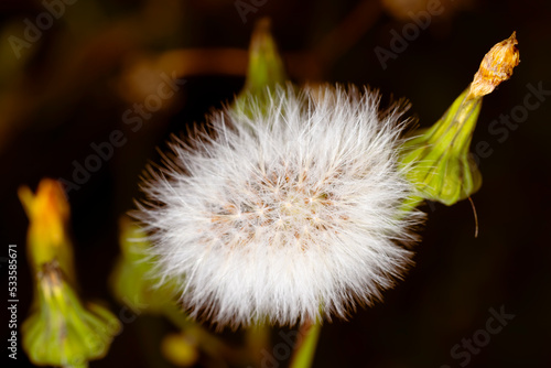 Sweet macro of common sowthistle with blurred dark bouground. Nature picture, herbal, flower with golden brown background. Nature picture, herbal, flower photo