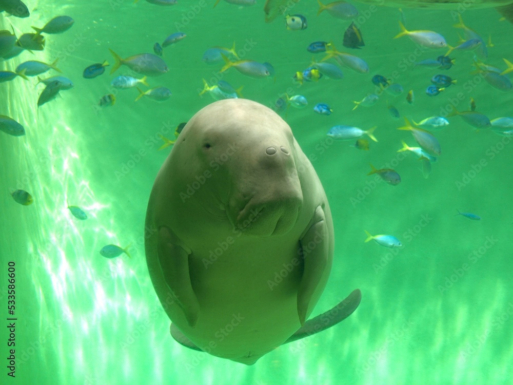 Naklejka premium 三重県の鳥羽水族館のジュゴンのセレナ、日本