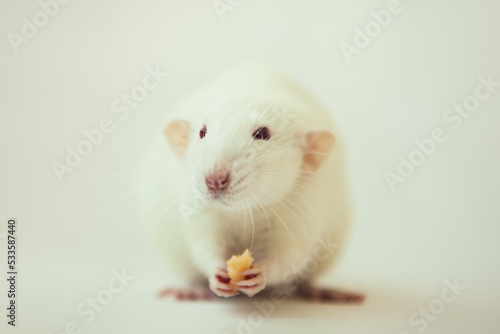 White rat dumbo with red eyes eating cheese. Laboratory rodent. Fancy rat.