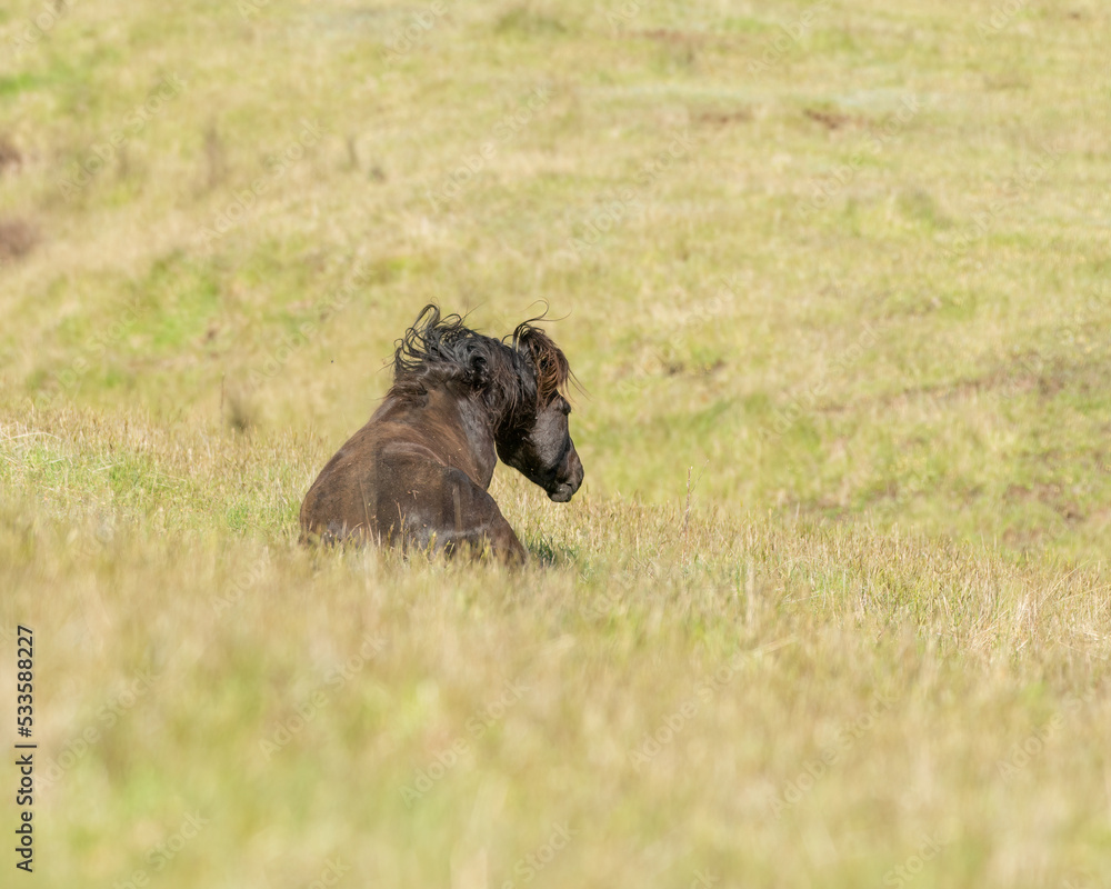 Fototapeta premium Kaimanawa wild horse rolling on the grass. New Zealand.