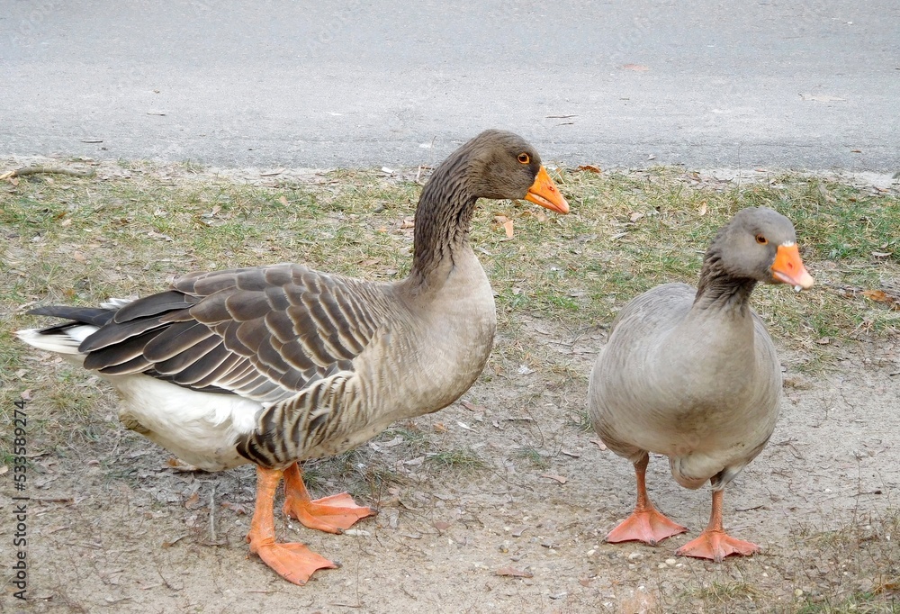 Two wild grey geese on grass background. Big birds with orange legs close up Two wild grey geese on grass background. Big birds with orange legs close up