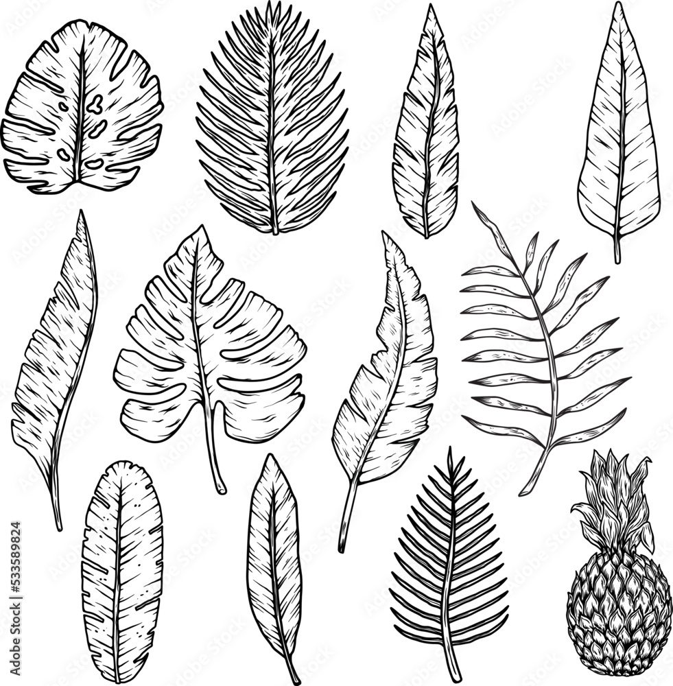Set of illustrations of tropical leaves. Design element for poster, emblem, banner, sign, t shirt. Vector illustration