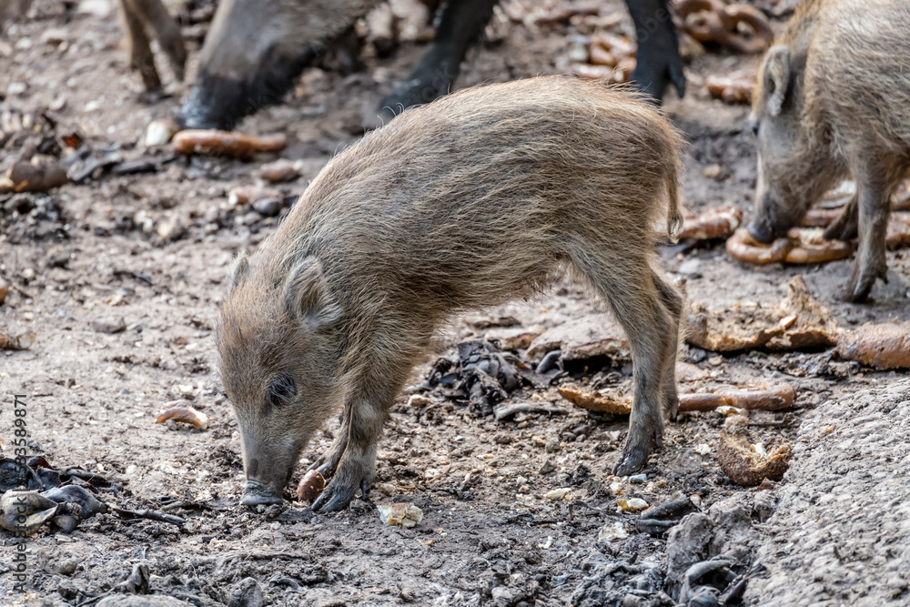 wild boar cub at nature park near Stuttgart, Germany wild boar cub at nature park near Stuttgart, Germany