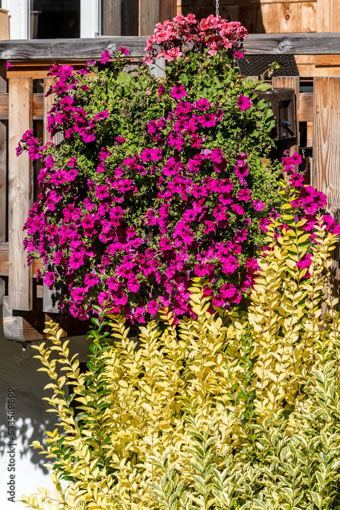 blossoming petunia flowers on balcony at traditional farm in Black Forest near Gutach, Germany