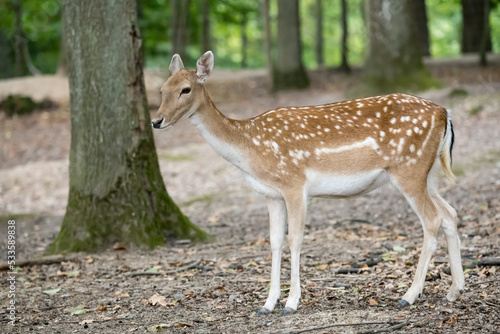 fawn in forest at nature park near Stuttgart, Germany © hal_pand_108