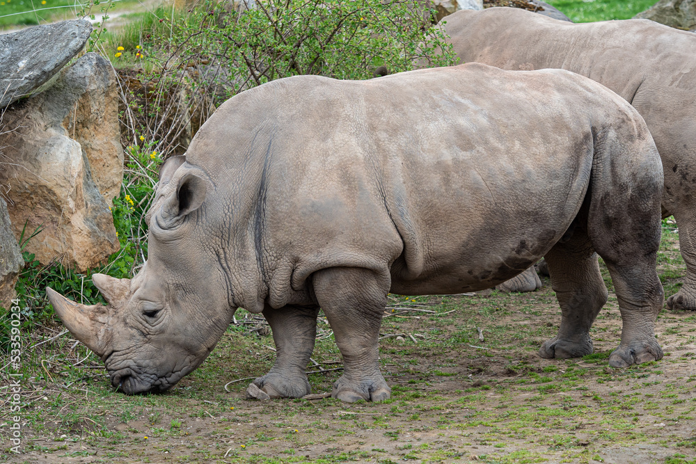 Southern white rhinoceros (Ceratotherium simum simum). Southern white rhinoceros (Ceratotherium simum simum).