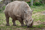 Southern white rhinoceros (Ceratotherium simum simum).