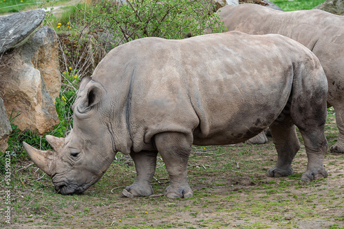 Southern white rhinoceros  Ceratotherium simum simum .