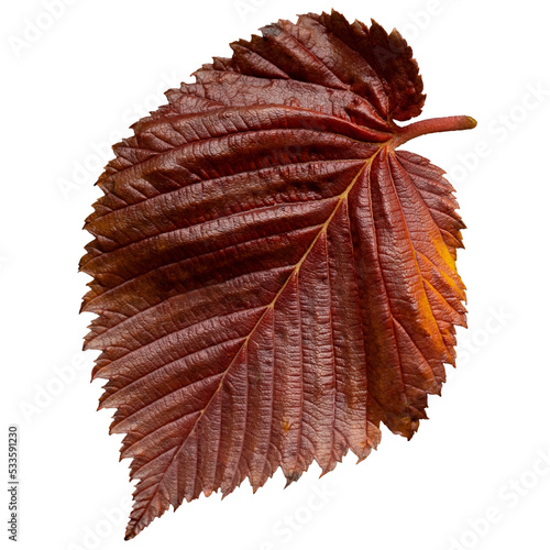 autumn red colored elm tree leaves as human lungs