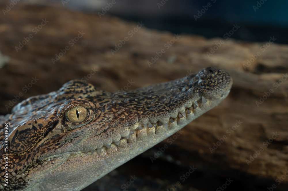 Fototapeta premium Brown Crocodile, Animal