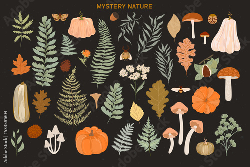 Collection of Autumn plants, flowers, mushrooms, pumpkin and leaf. Editable vector illustration.