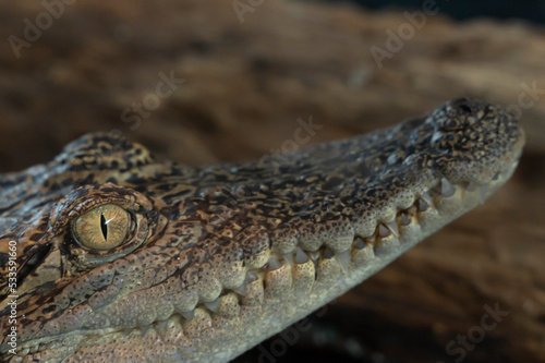 Brown Crocodile, Animal