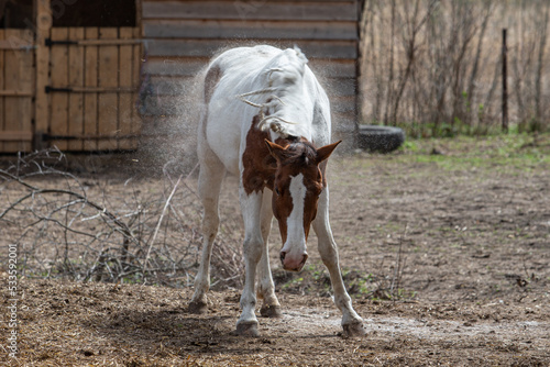 Spring molting season for horses. A shedding pinto horse shakes itself off and loses its hair in the wind.