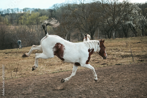 Pinto horse is playing. The mare is jumping into the pasture.