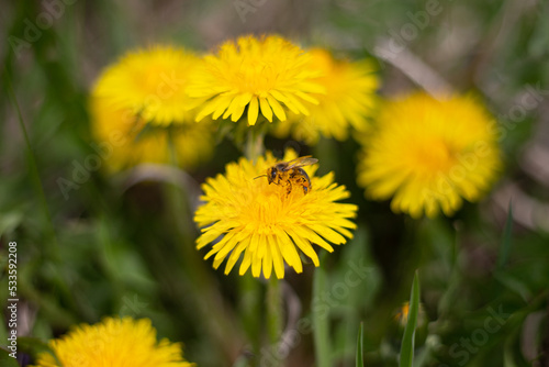 A honey bee collects pollen from a yellow flower. Bee on a dandelion. © OleksandrZastrozhnov