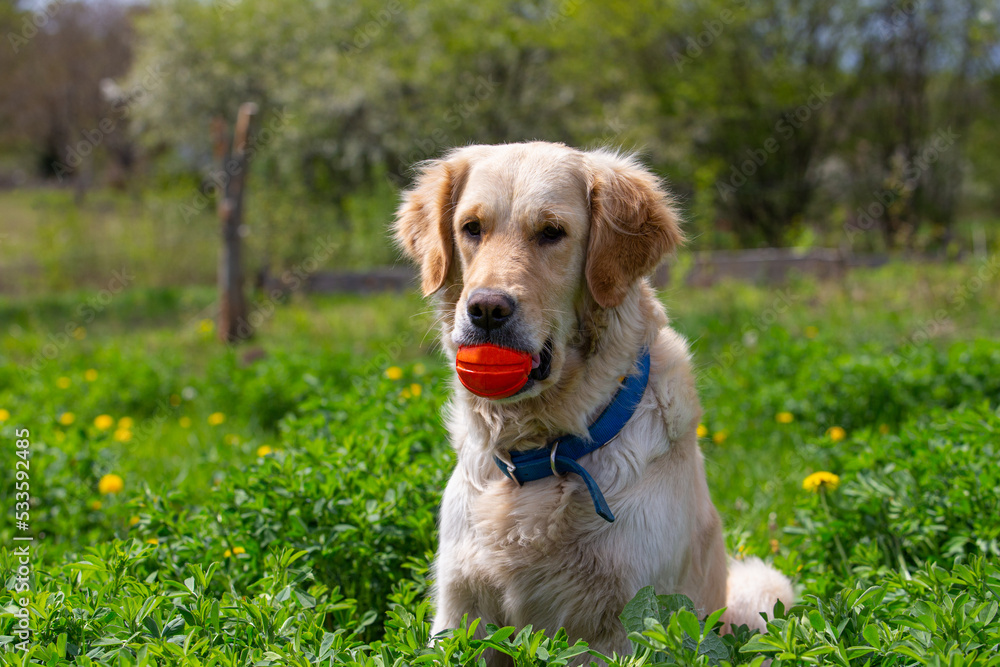 A golden retriever sits and holds an orange ball in its teeth, front view. A young purebred dog plays with the owner in the backyard. Beautiful park and green lawn in the background. A golden retriever sits and holds an orange ball in its teeth, front view. A young purebred dog plays with the owner in the backyard. Beautiful park and green lawn in the background.